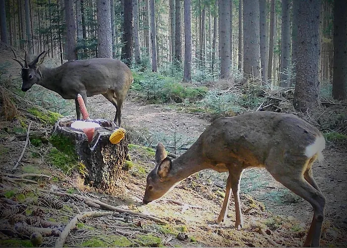 Ferienwohnung Kochs Beeren