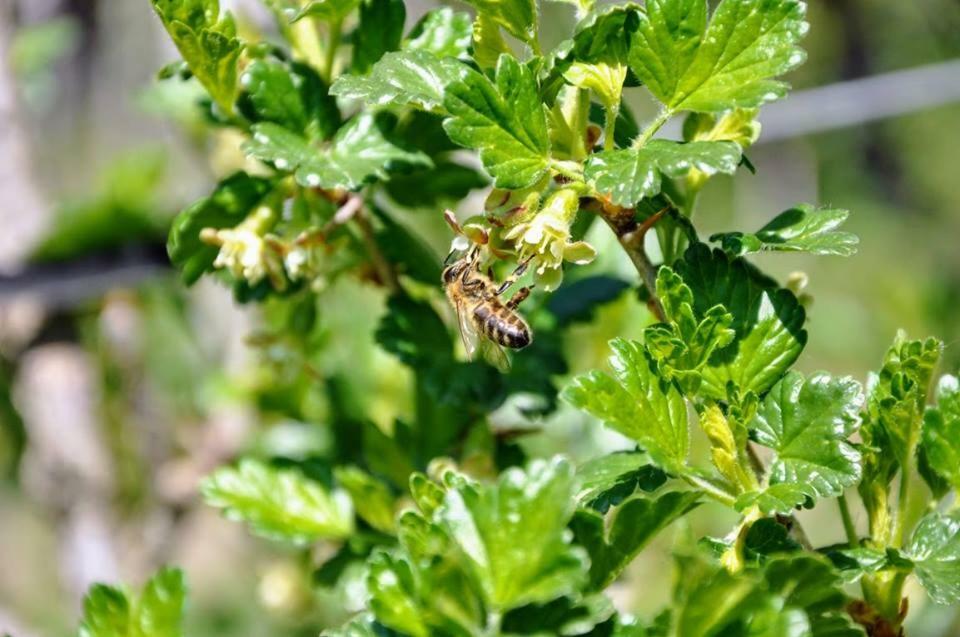 Kochs Beeren