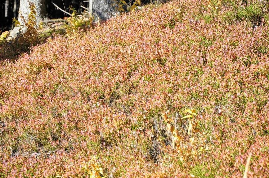 Kochs Beeren Oberfresen